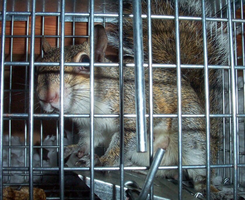 Close-up view of a Texas squirrel inside a metal wire cage, highlighting the importance of responsible animal control practices in managing local wildlife issues.