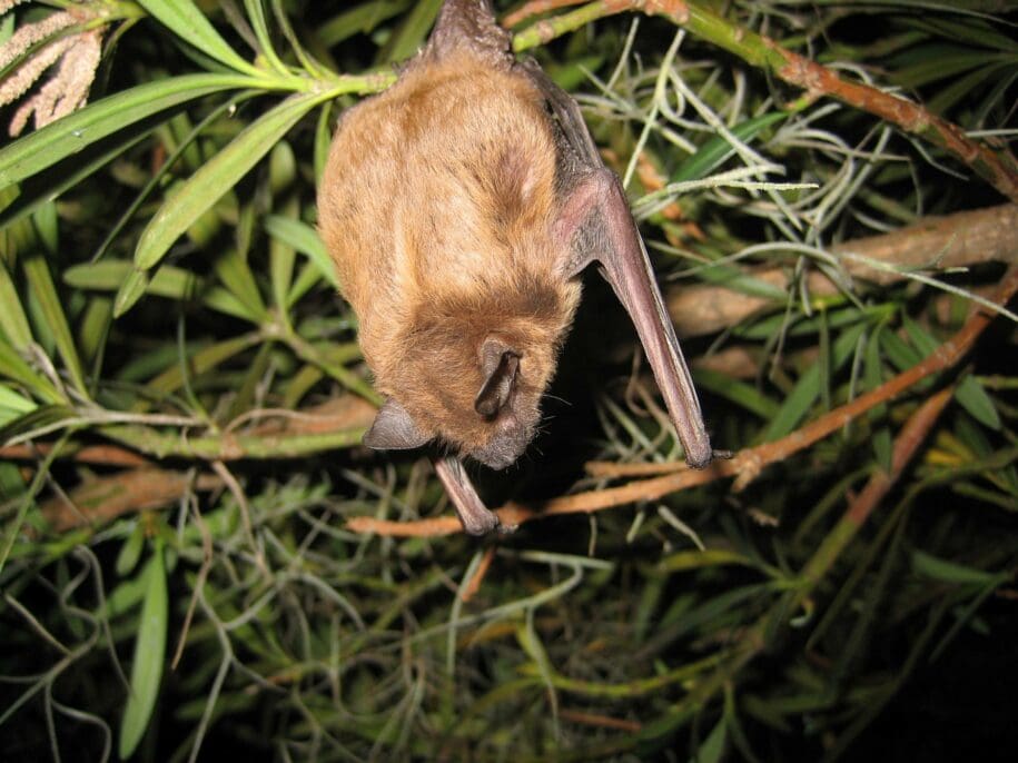 Woodlands Wildlife Elimination of Texas shows a humane way to trap and remove bats as your expert in Bat Removal. We help you protect your home.