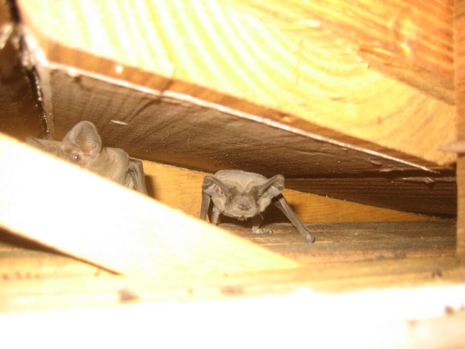 Humane Bat Removal & Animal Control provided by Woodlands Wildlife Elimination of Texas.