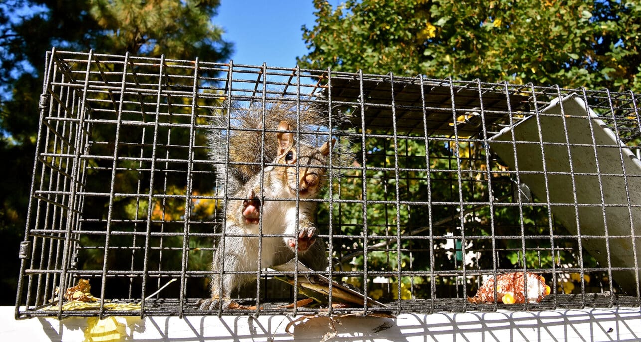 A squirrel is captured in a humane cage trap, set against a backdrop of lush trees in a garden, showcasing effective animal control techniques to safely relocate squirrels.