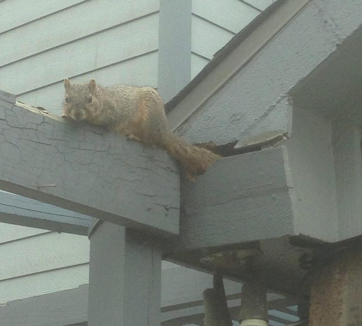 A squirrel is seen lying awkwardly atop a wooden beam under the eaves of a house, highlighting a situation where professional animal control may be necessary to handle unexpected squirrel behavior or distress.