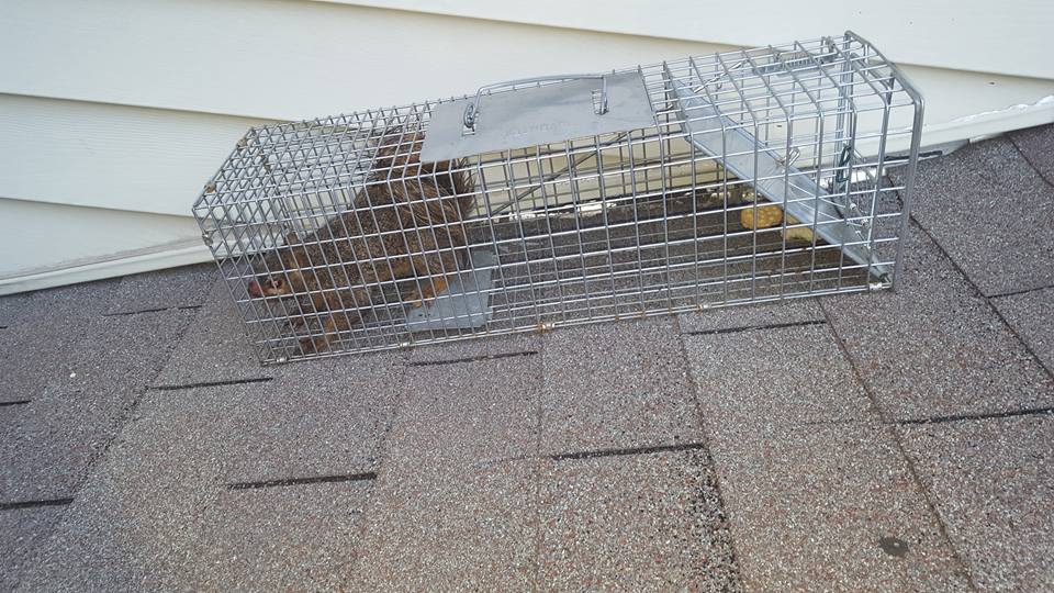 Woodlands Wildlife Elimination's animal control team has safely trapped a squirrel on a residential rooftop using a metal cage.
