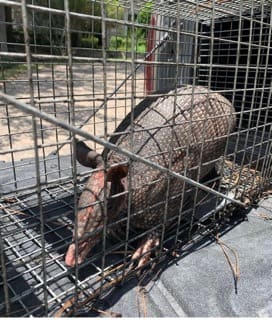 an armadillo captured safely and humanely in a trap