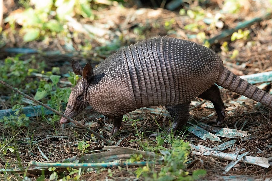 picture of a Texas armadillo for this guide to armadillo removal.
