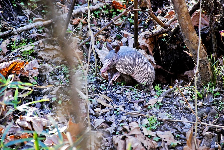 Armadillo coming out of the ground. It is important to use professionals for armadillo removal.