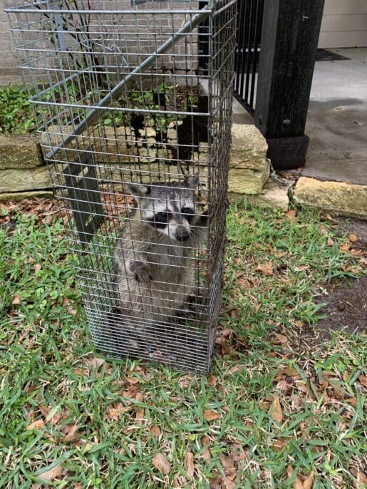 A raccoon safely contained in a humane trap, highlighting the ethical practices of humane animal control and removal. The image underscores the importance of using compassionate methods to capture and relocate wildlife, ensuring the animals are treated with care and respect throughout the process.