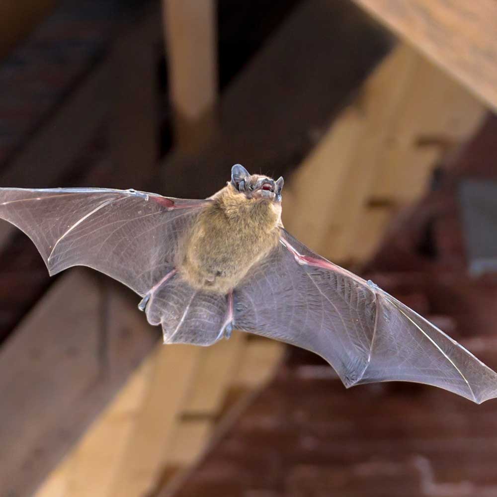 A bat flying inside a building, illustrating the need for ethical and compassionate wildlife control. The image highlights the importance of safely and gently relocating bats to protect both the animals and the inhabitants of the building.