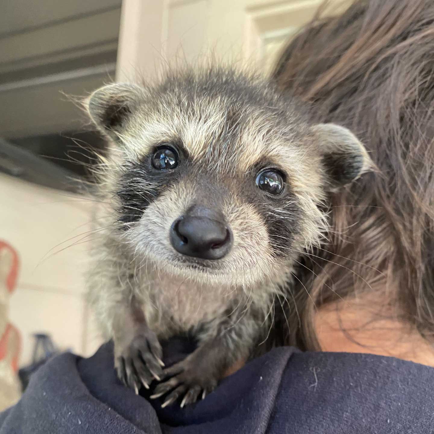 A baby raccoon being gently held on someone's shoulder, symbolizing compassionate and humane animal control. The raccoon's curious eyes and relaxed posture highlight the ethical and caring approach to wildlife handling.