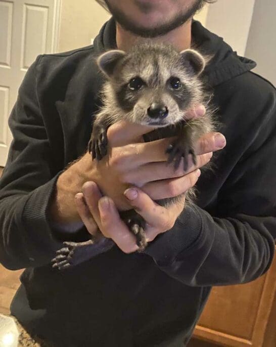 A baby raccoon being gently held by a person, symbolizing humane and compassionate animal control. The image highlights the ethical handling and safe removal practices for wildlife, ensuring both the well-being of the animals and the safety of human environments.
