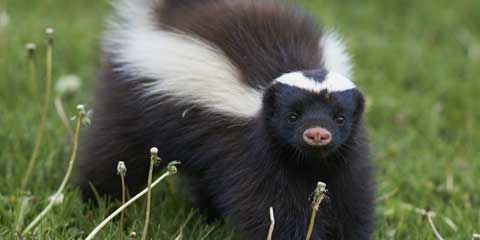 A skunk standing in a grassy area, highlighting the need for humane animal control and removal. The image emphasizes the importance of ethical and compassionate methods to safely relocate skunks and other wildlife, ensuring the protection of both the animals and human environments.