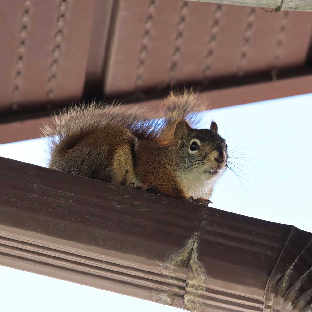 A squirrel perched on a roof gutter, showcasing a need for ethical and gentle animal control. The image emphasizes the importance of humane wildlife management to safely relocate animals from human structures.