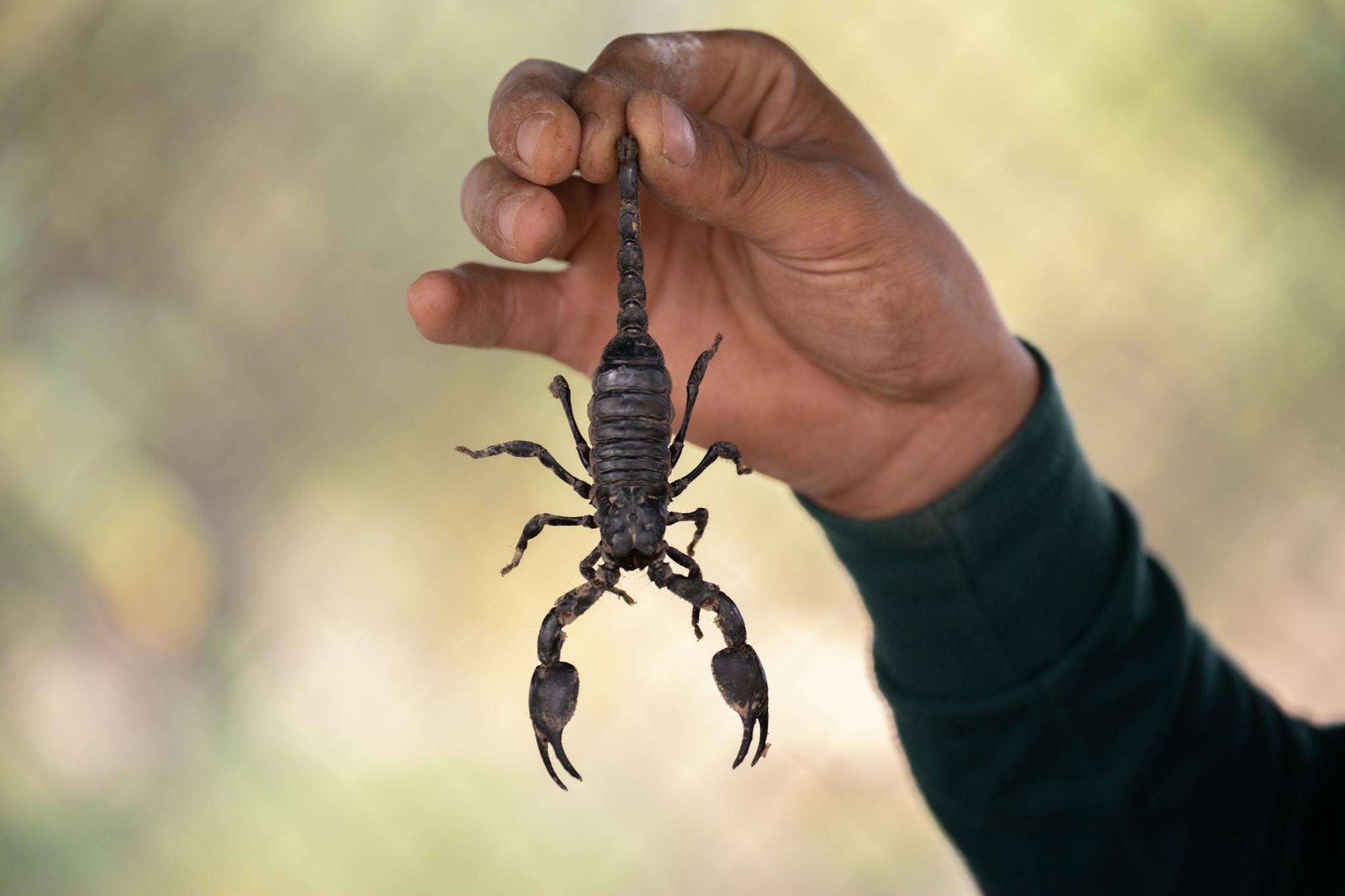 scorpion control houston