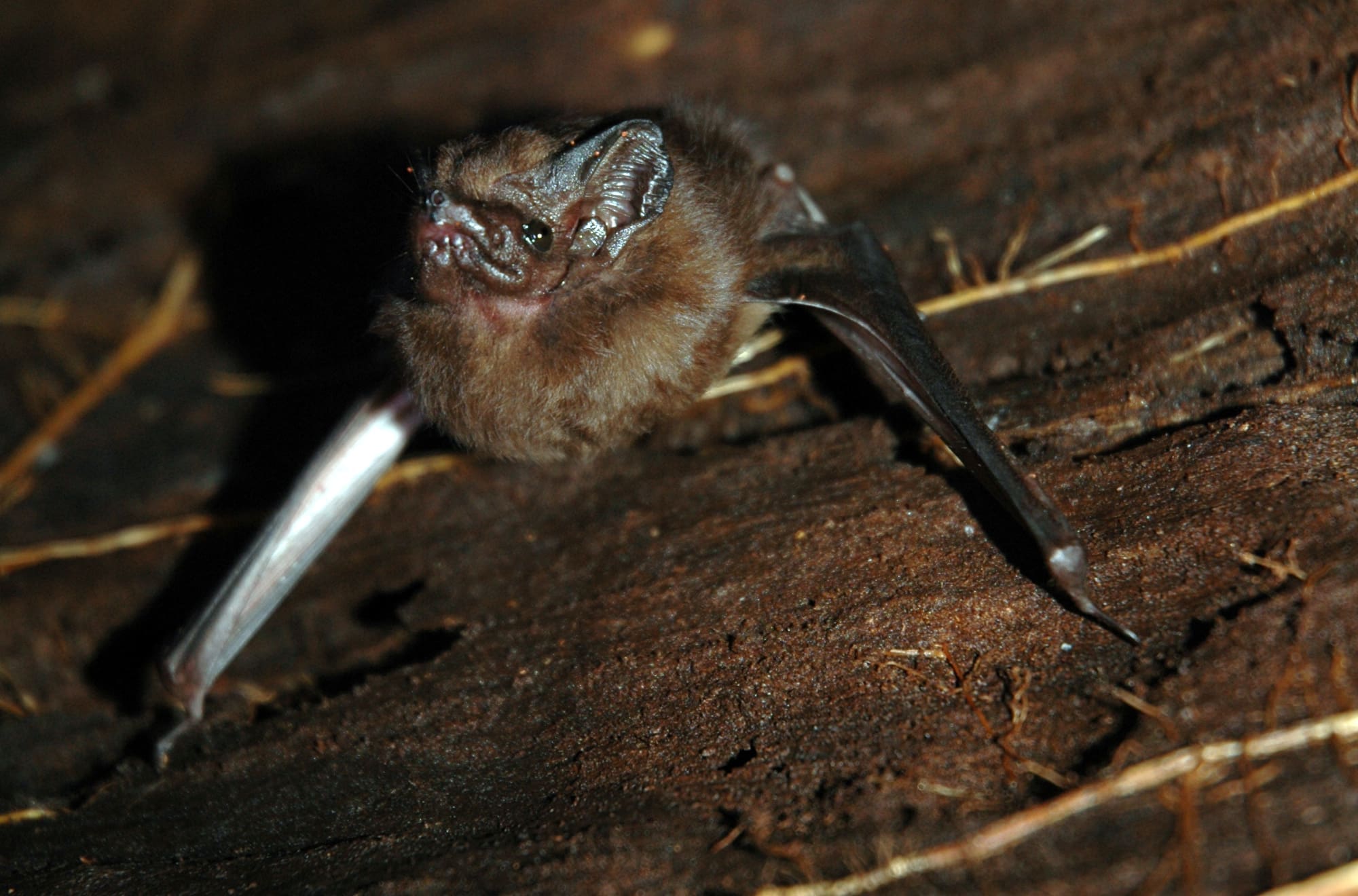 houston bat removal