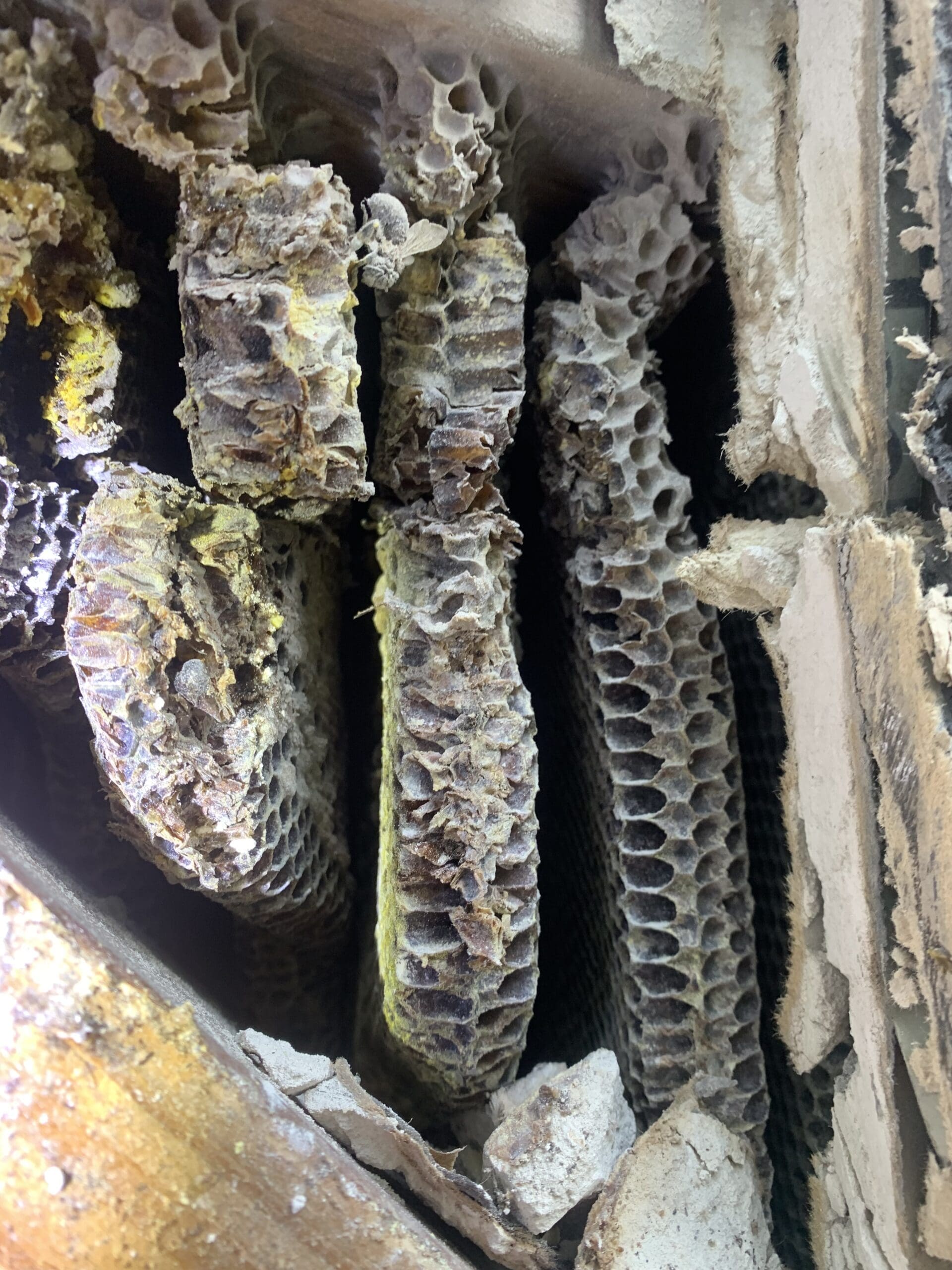 bee removal houston tx
