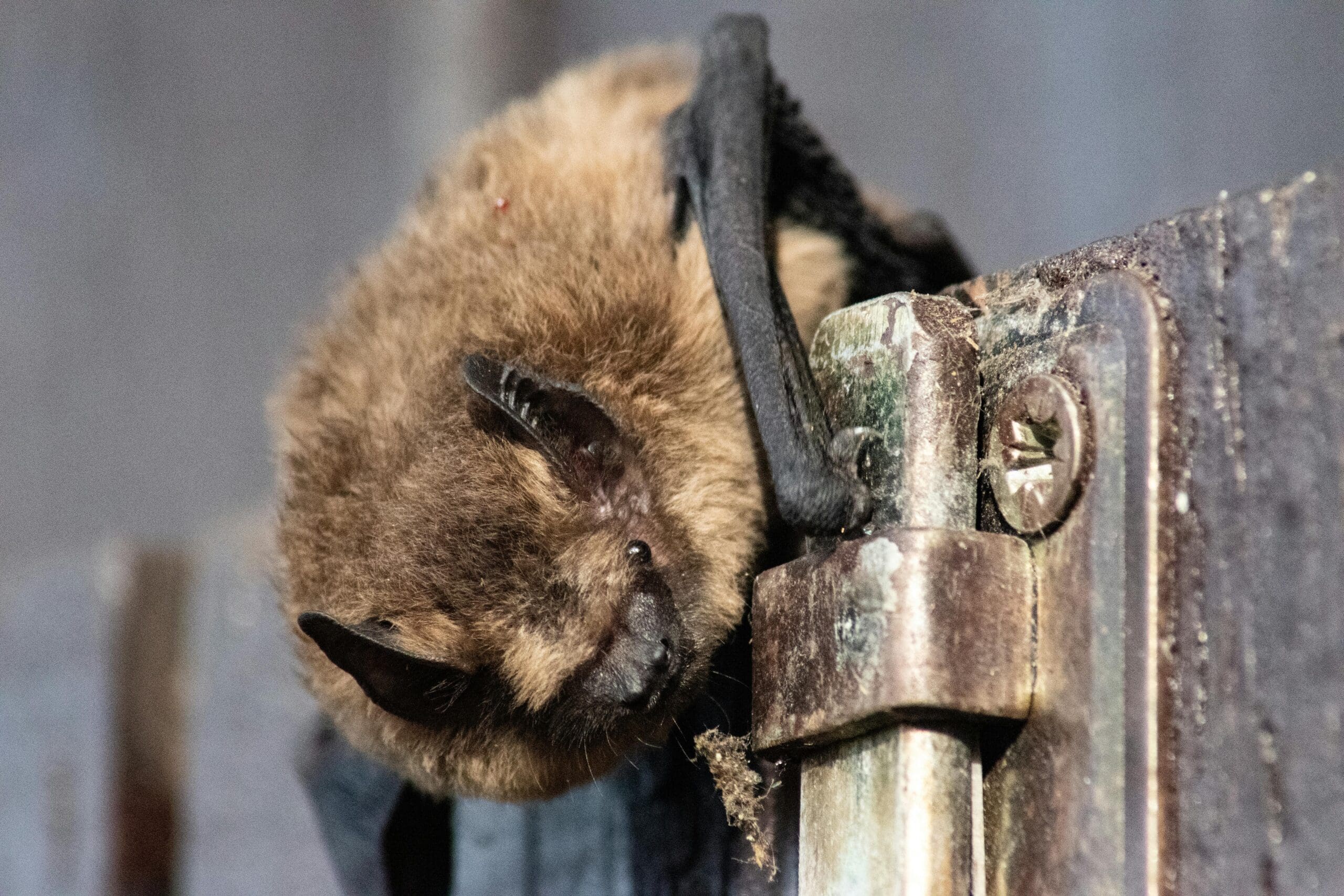 bat removal company houston
