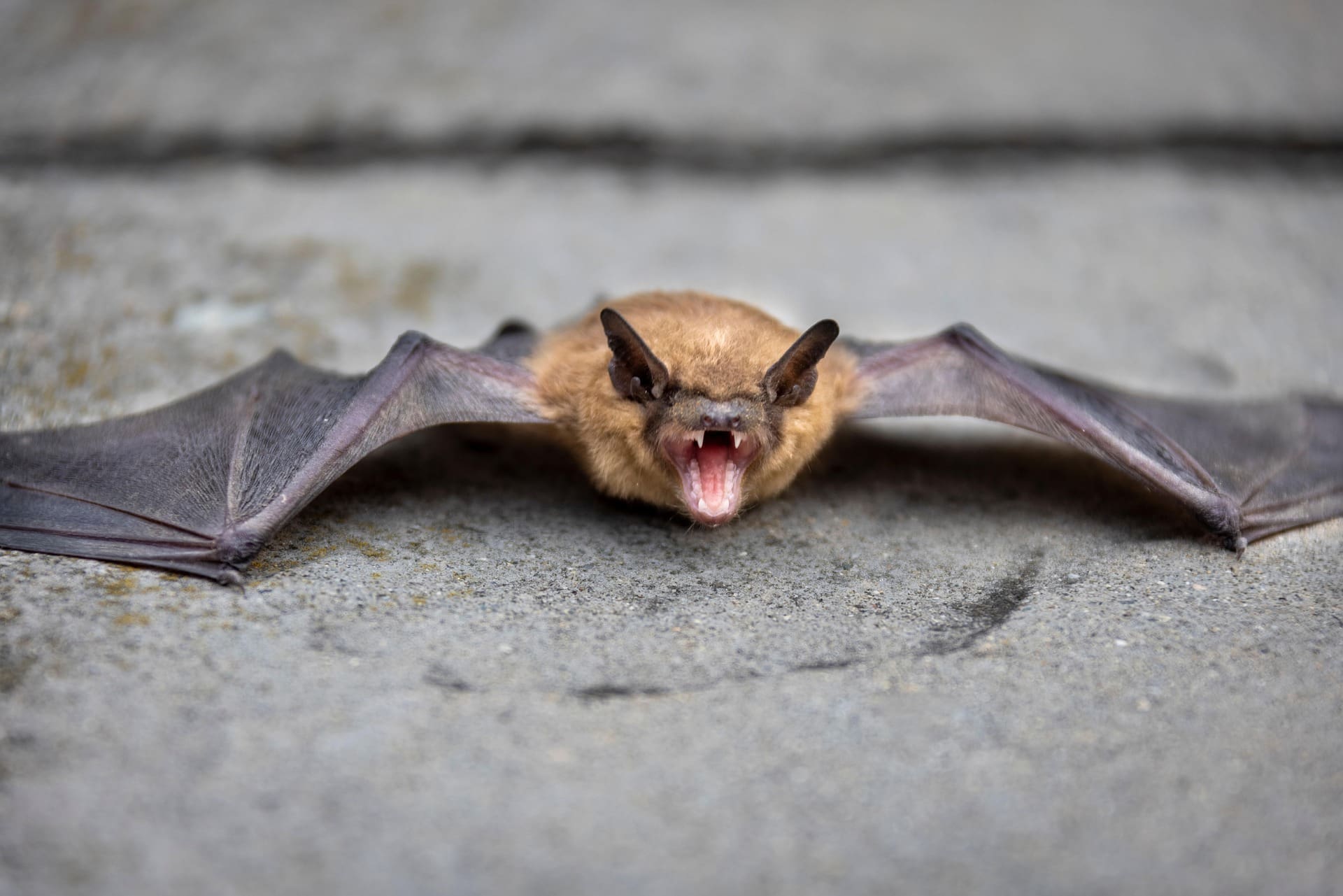 bat removal houston