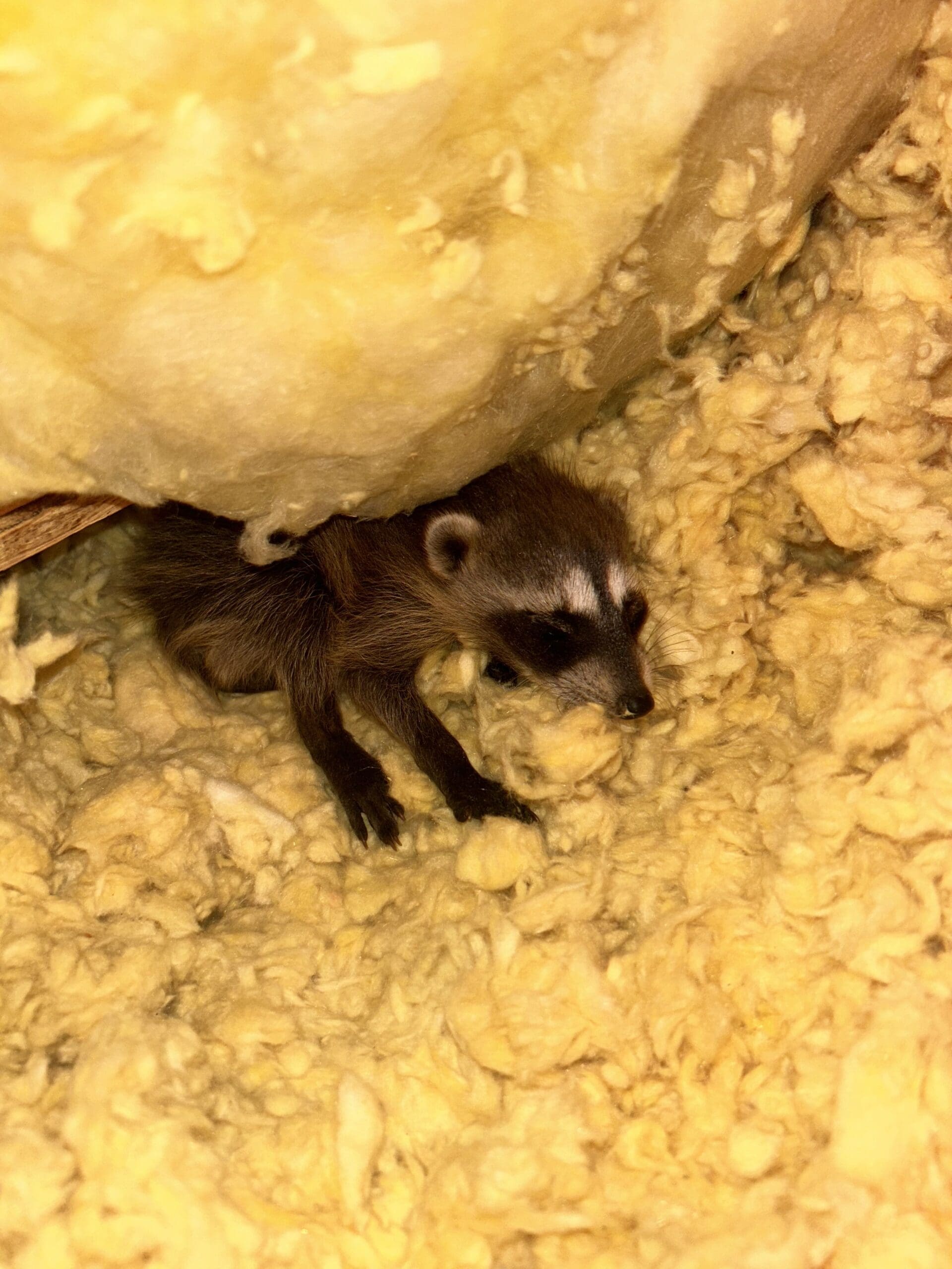 raccoon control houston