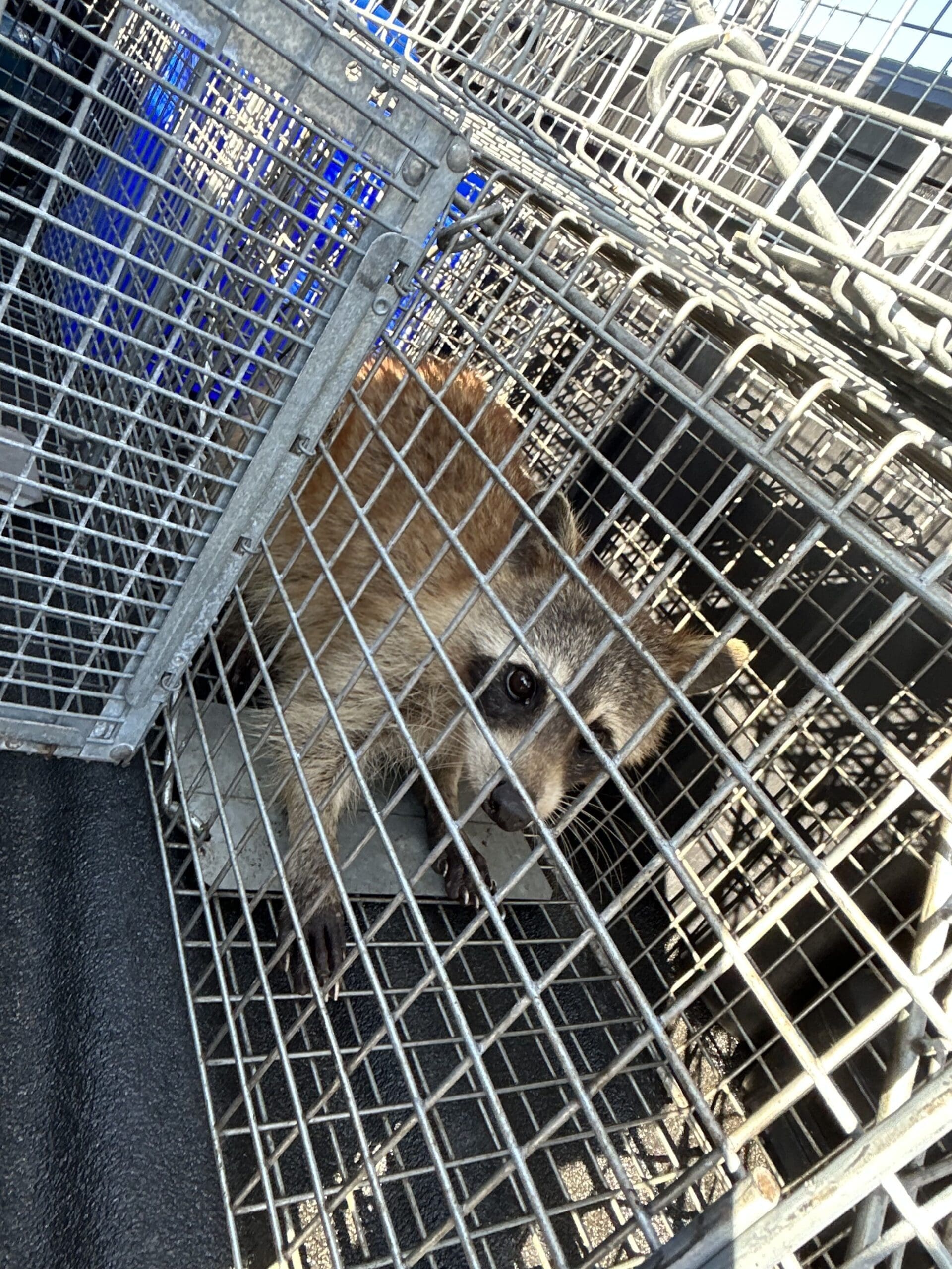 raccoon removal cost houston