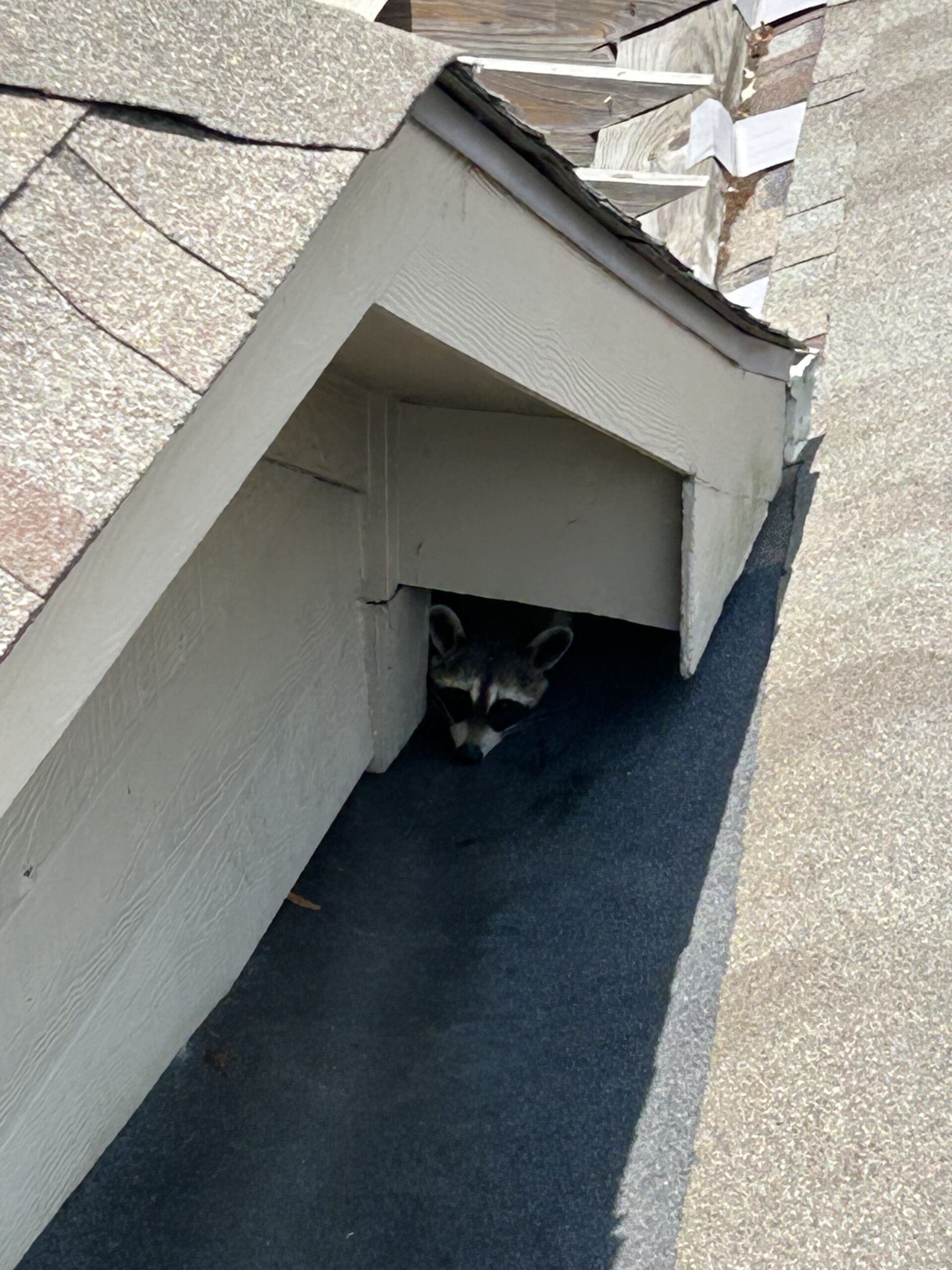 raccoon in attic houston