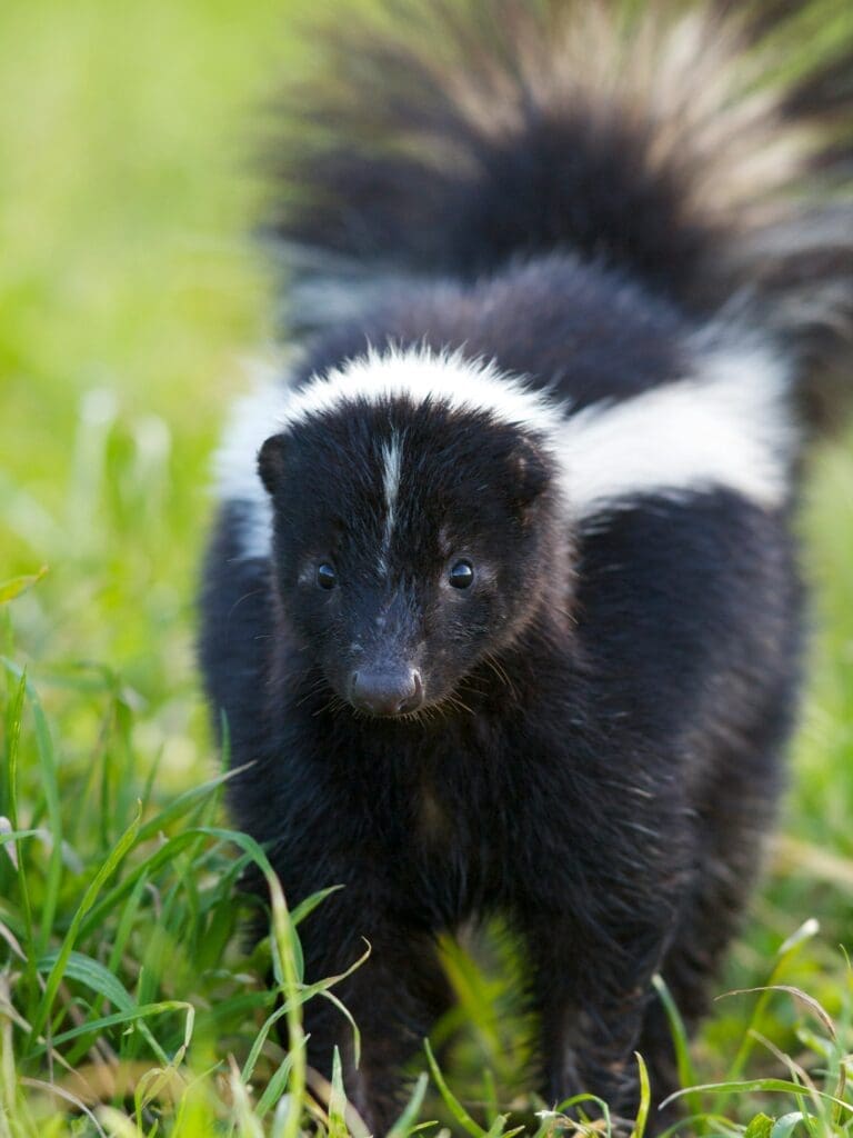 how to get rid of skunks