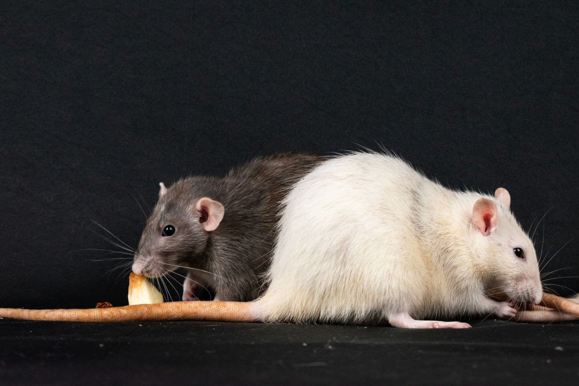 How Fast Can Rats Go How Big Can Rats Grow? Surprising Facts About Rat Sizes | Woodlands ...