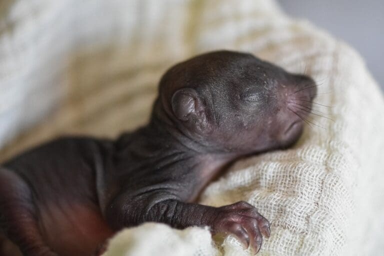 Newborn Squirrel Texas