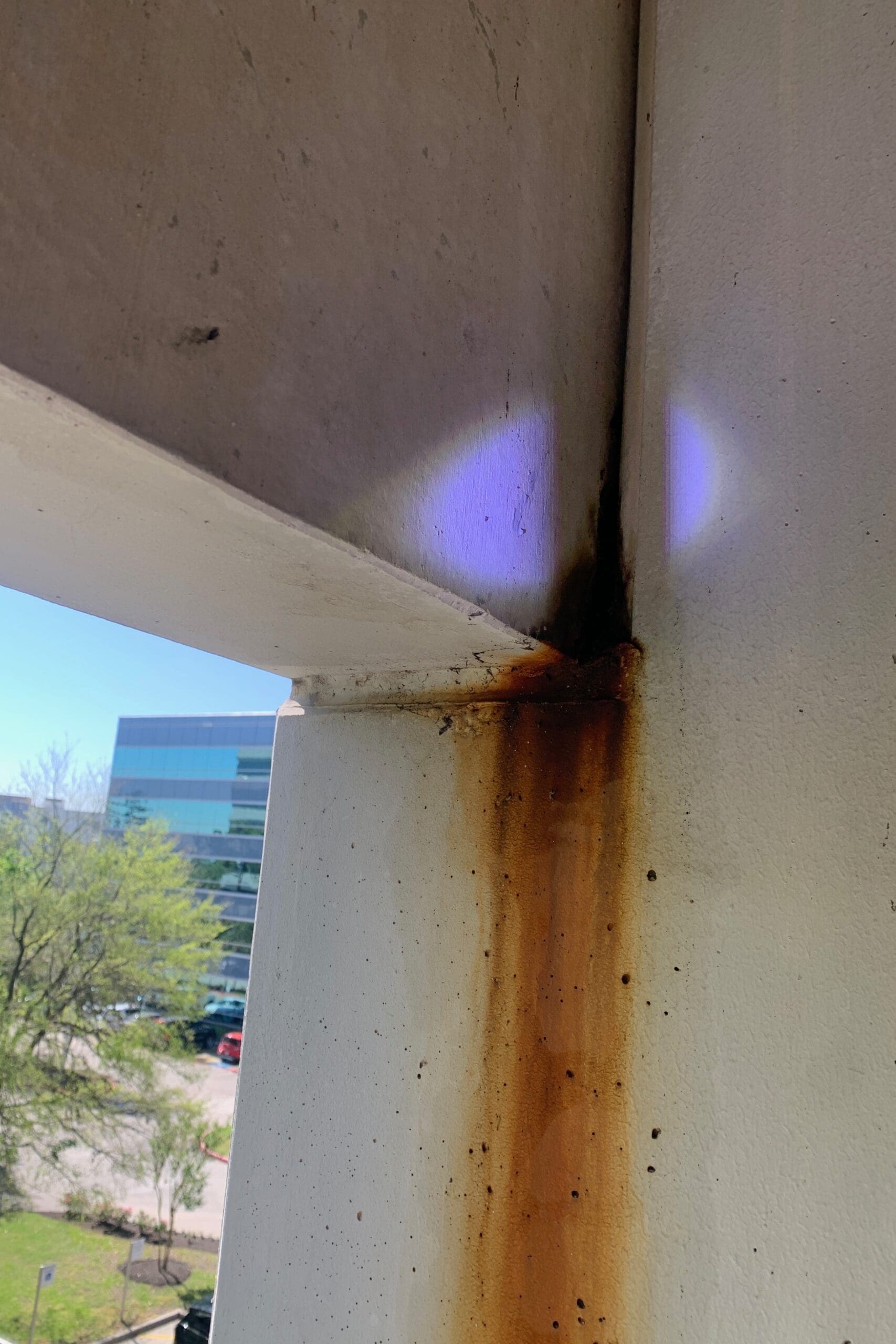 bat guano on exterior walls in houston